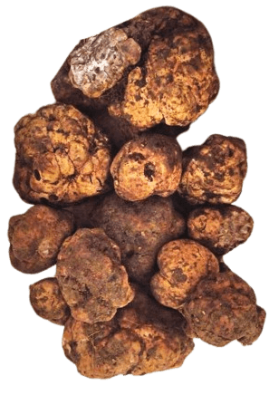 Tartufo Bianchetto