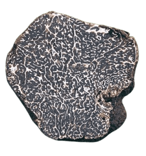 Black Winter Truffle product image